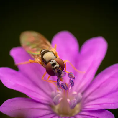Glänzende Schwarzkopf-Schwebfliege