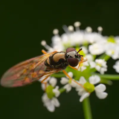 Glänzende Schwarzkopf-Schwebfliege