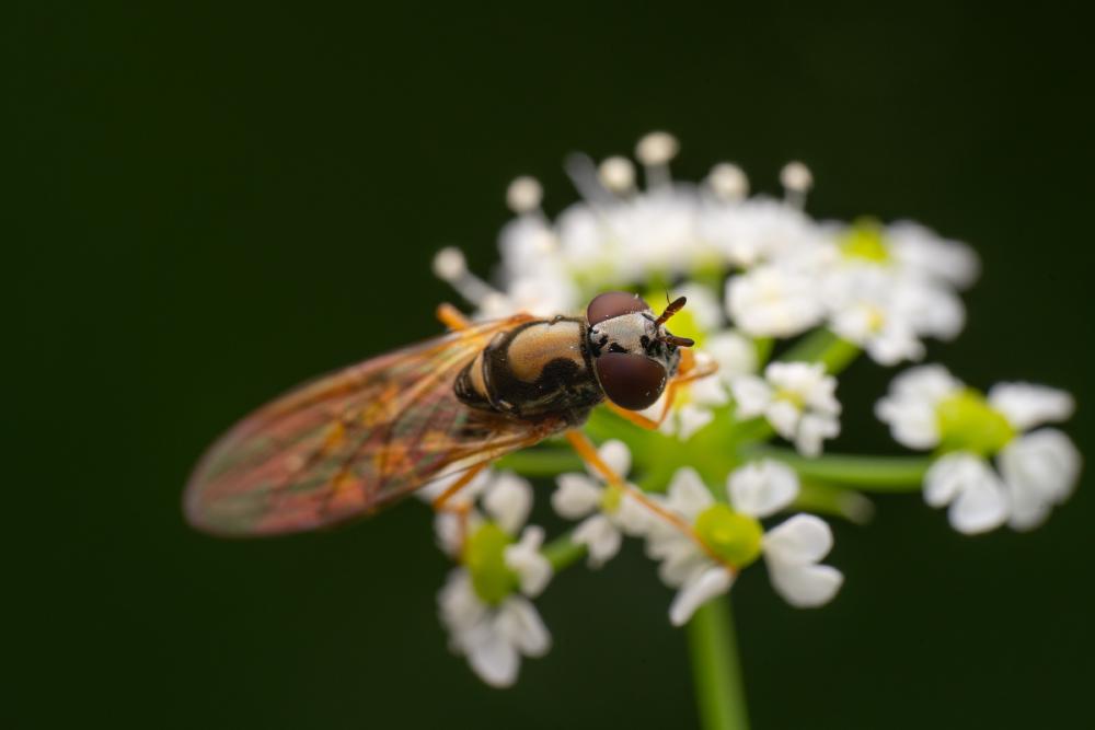 Glänzende Schwarzkopf-Schwebfliege