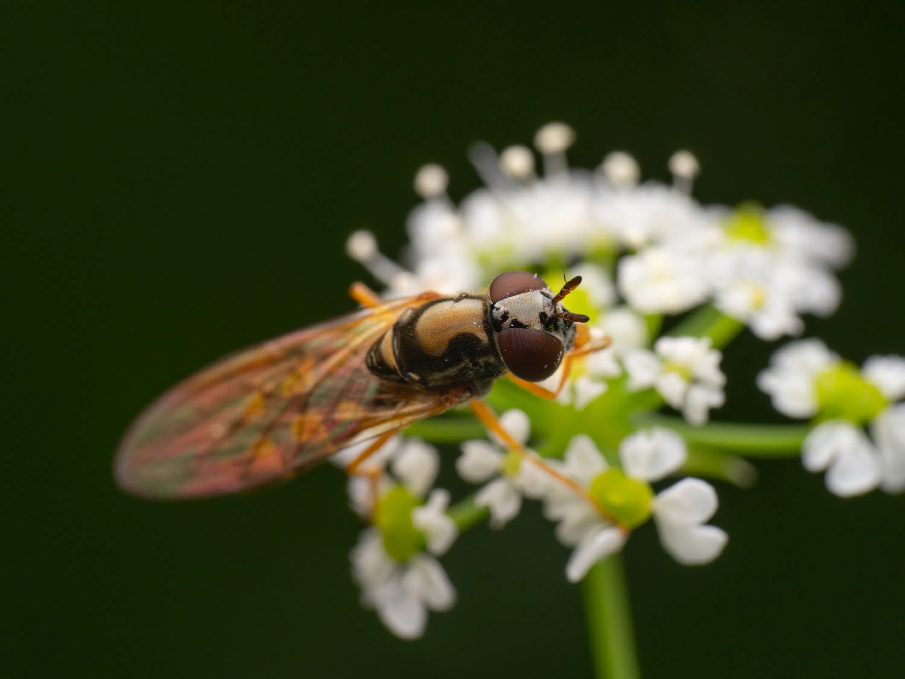 Melanostoma mellinum