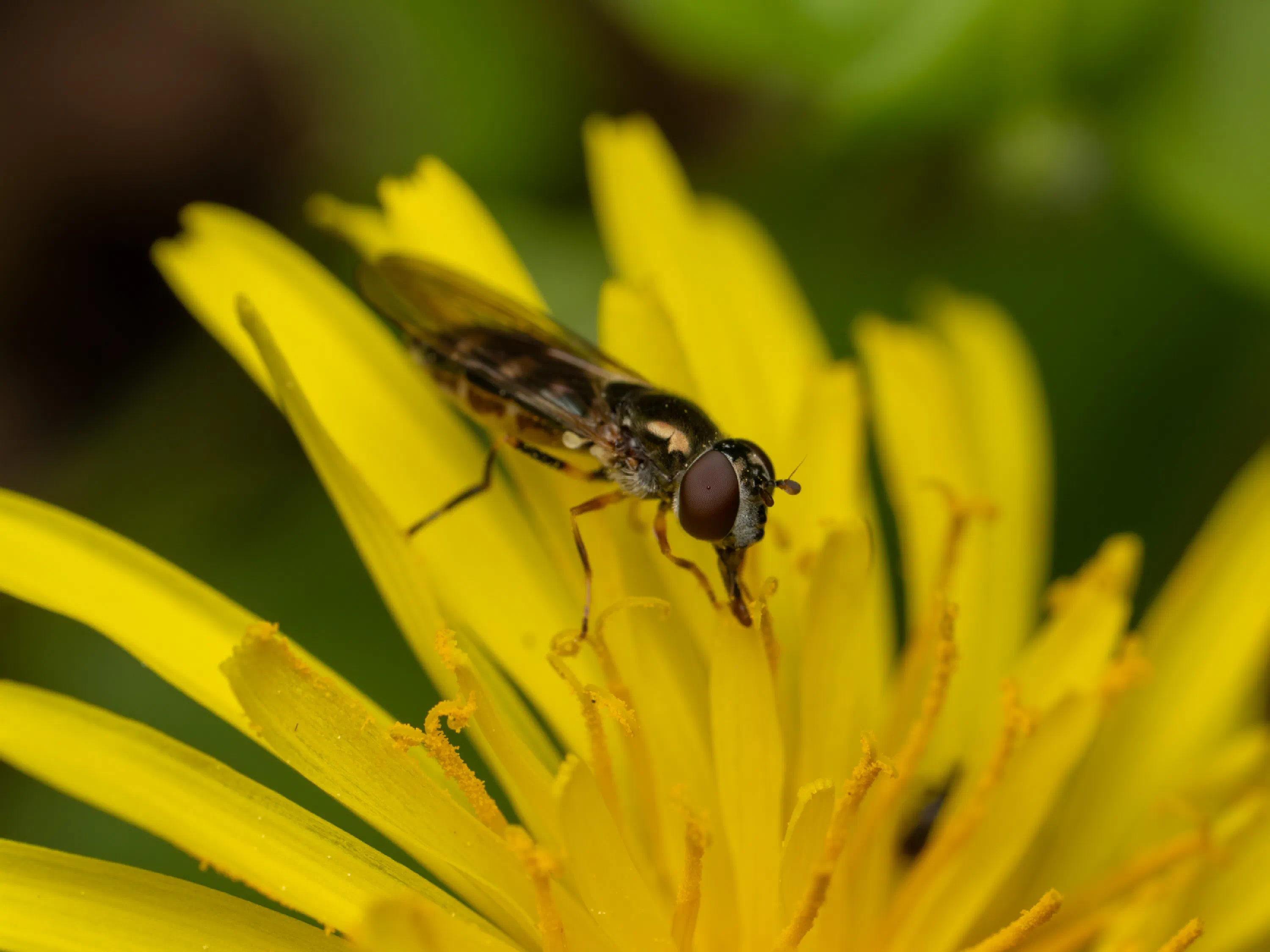 Melanostoma mellinum