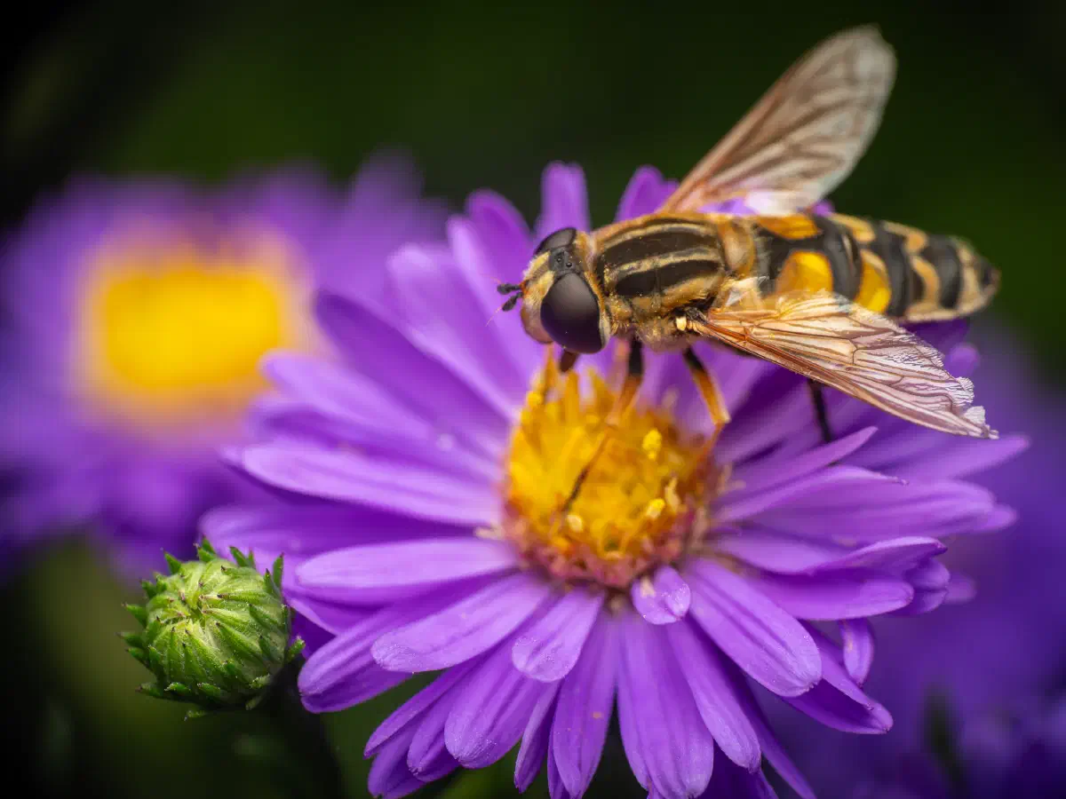Hélophile à bandes grises