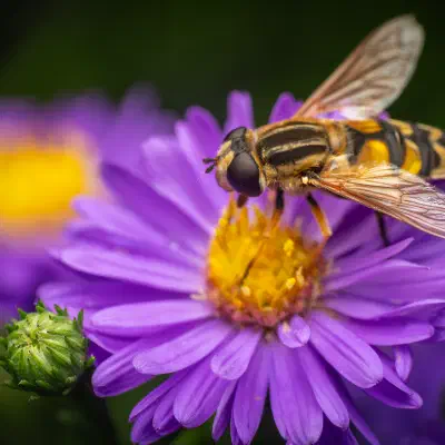 Hélophile à bandes grises
