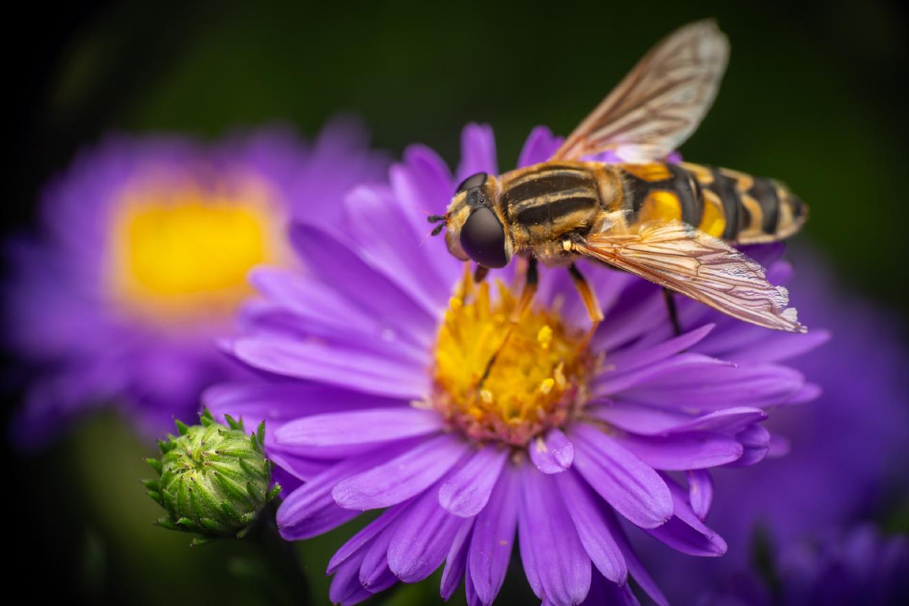 Trivittate Marsh Fly – No. 1