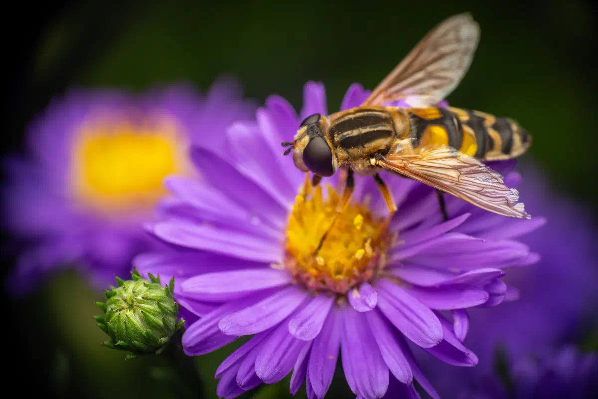 Hélophile à bandes grises