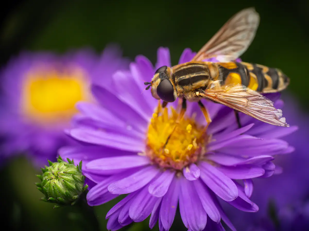 Hélophile à bandes grises