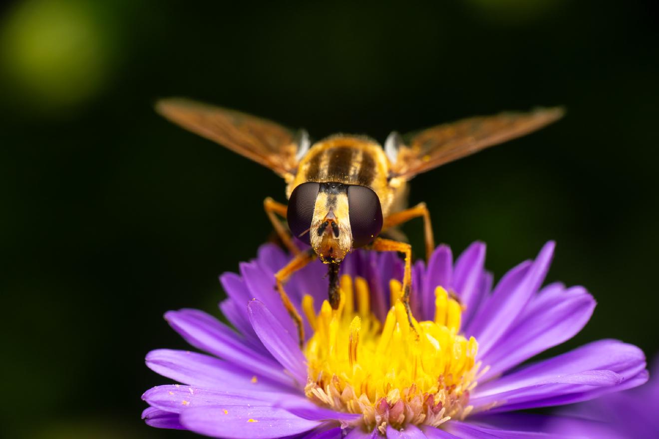 Trivittate Marsh Fly – No. 2