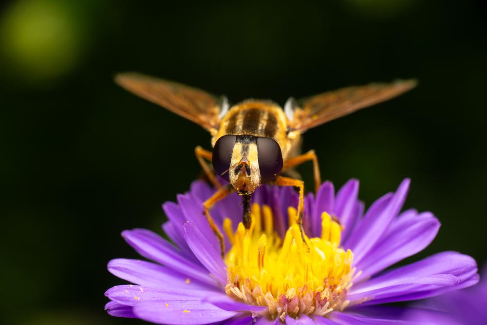 October 15, 2024 – Issue No. 424
– Issue No. 424: “Trivittate Marsh Fly“ Trivittate Marsh Fly