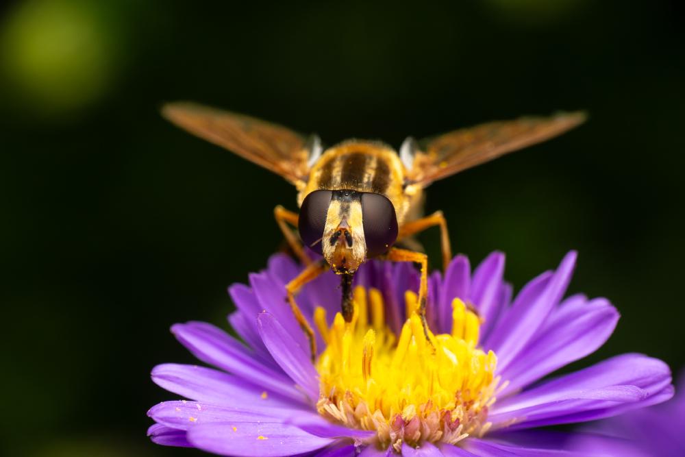 October 15, 2024 – Issue No. 424
– Issue No. 424: “Trivittate Marsh Fly“ Trivittate Marsh Fly