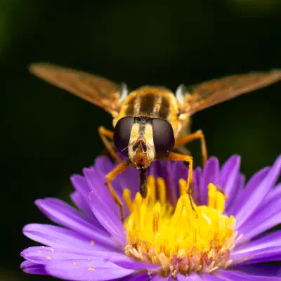 Helophilus trivittatus