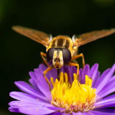 Große Sumpfschwebfliege