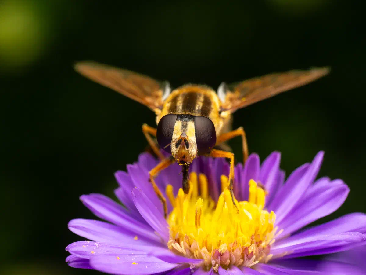 Hélophile à bandes grises