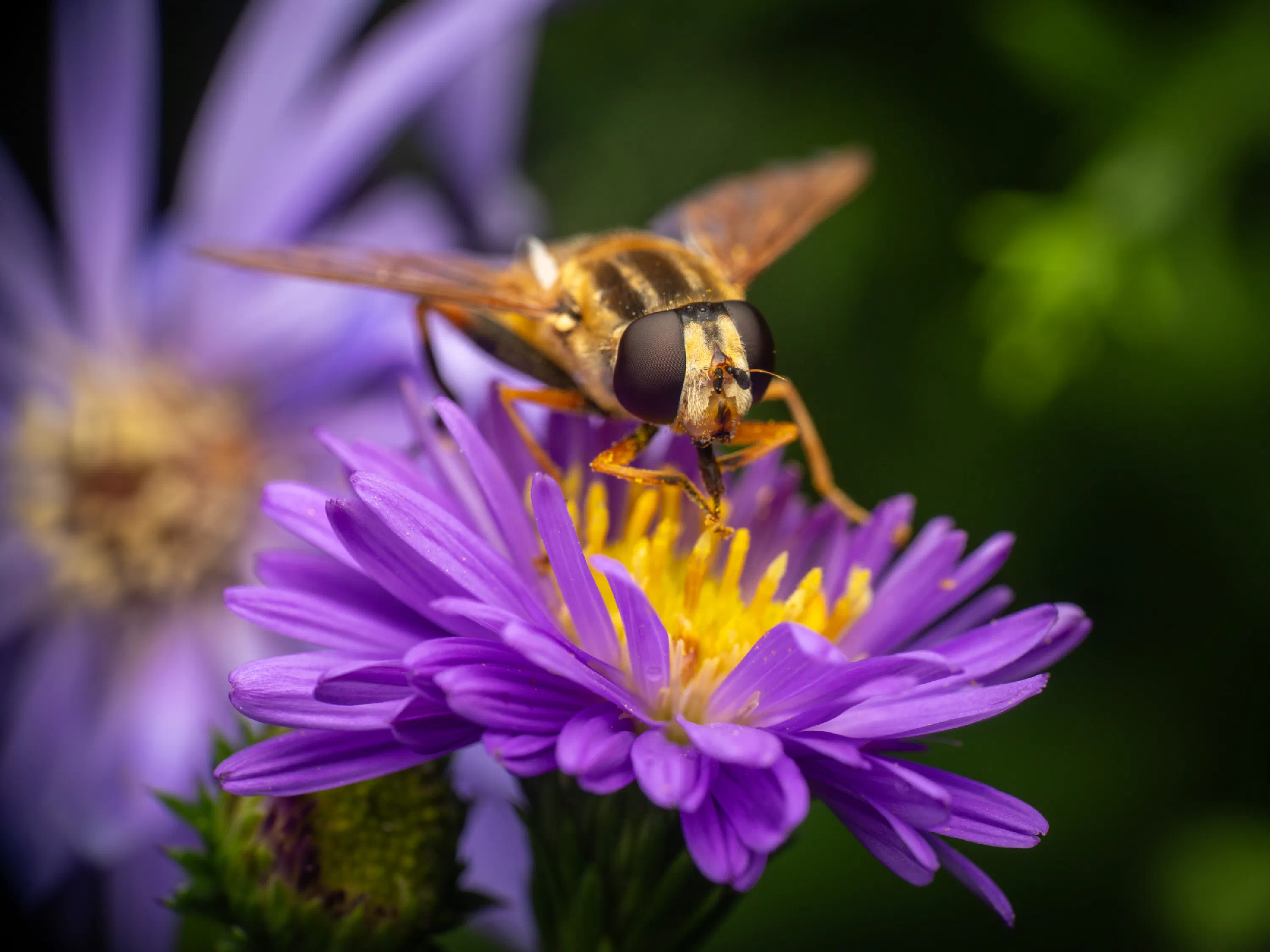 Helophilus trivittatus