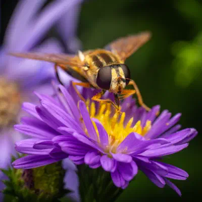 Helophilus trivittatus