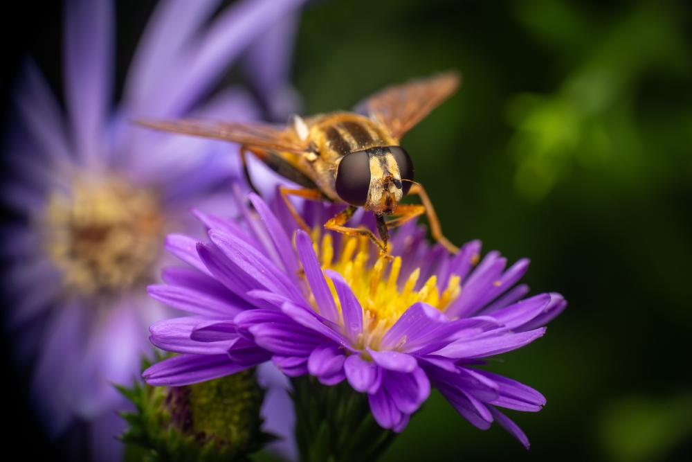October 12, 2024 – Issue No. 421
– Issue No. 421: “Trivittate Marsh Fly“ Trivittate Marsh Fly