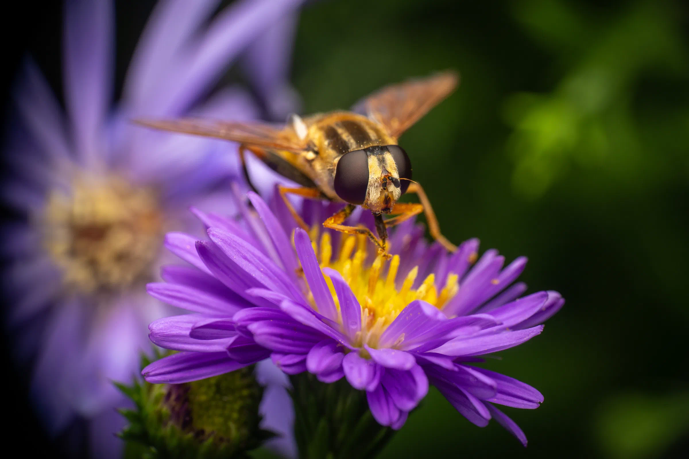 Große Sumpfschwebfliege