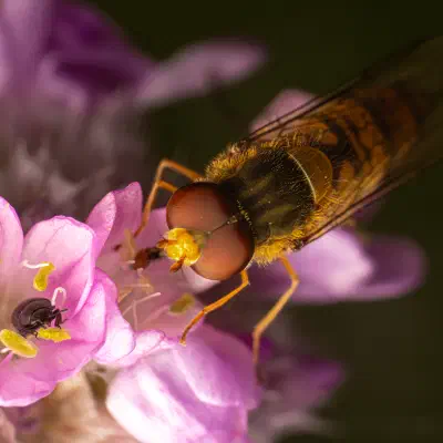 Marmalade Hover Fly