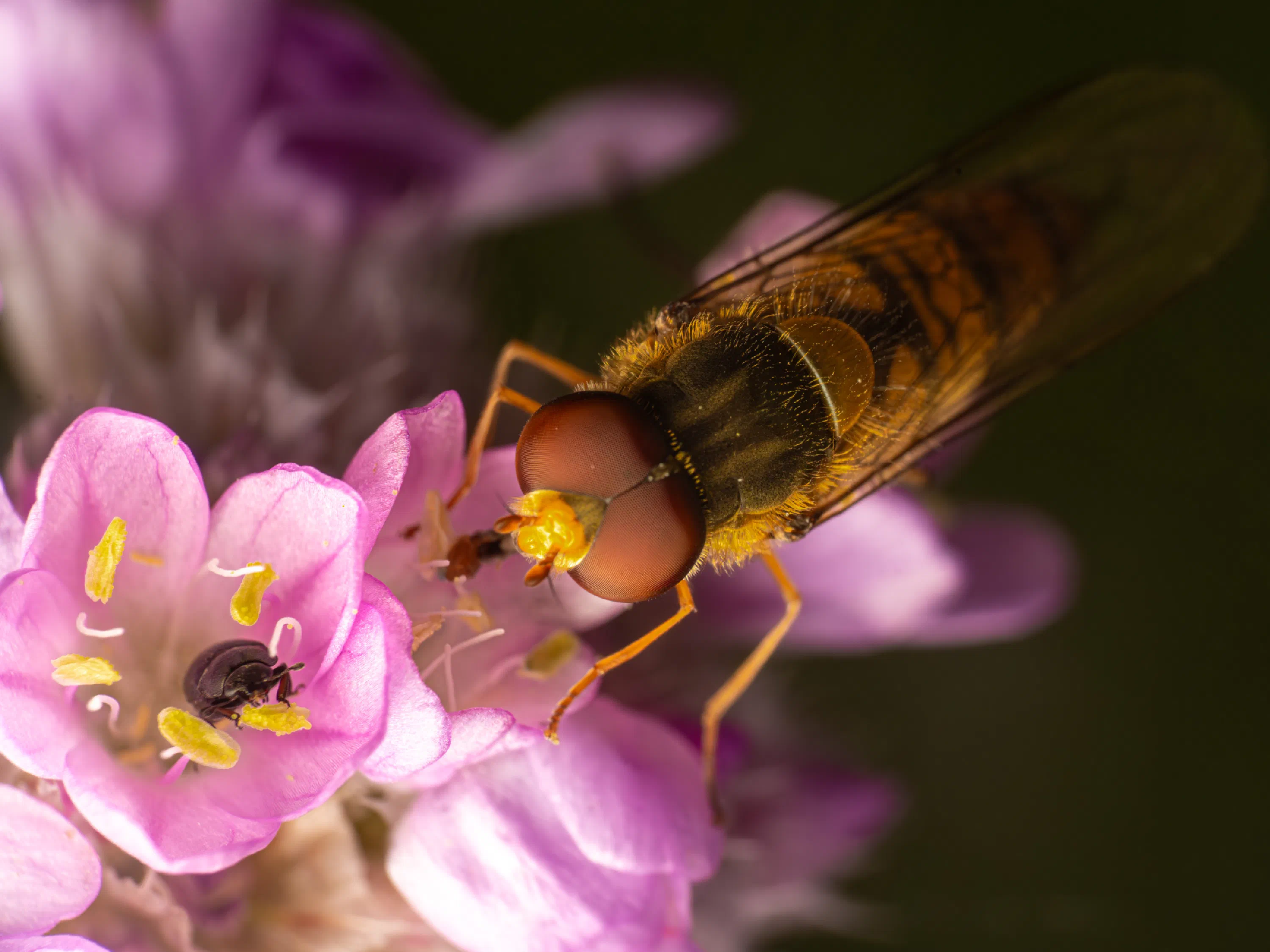 Marmalade Hover Fly