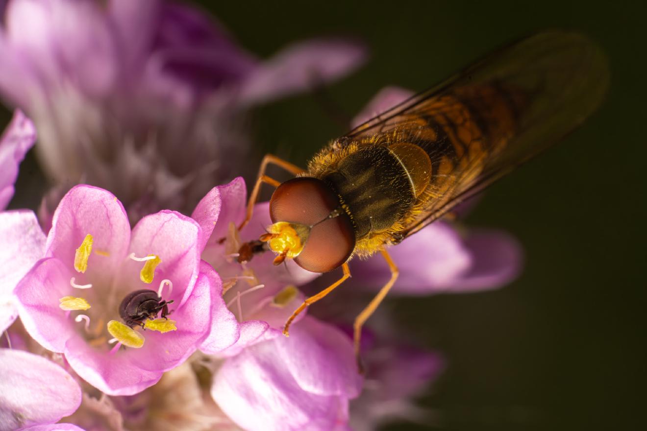 Marmalade Hover Fly – No. 1