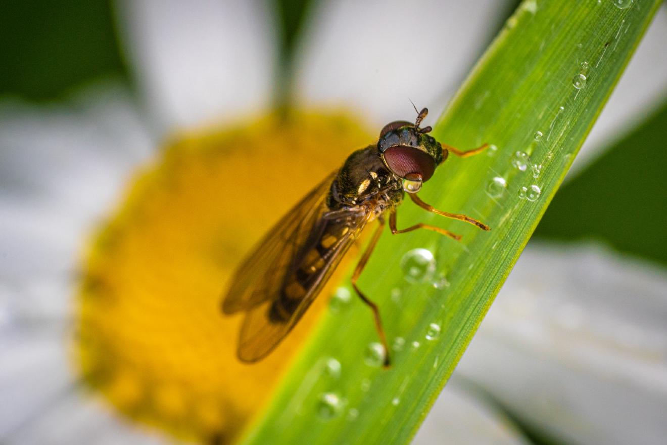 Marmalade Hover Fly – No. 2