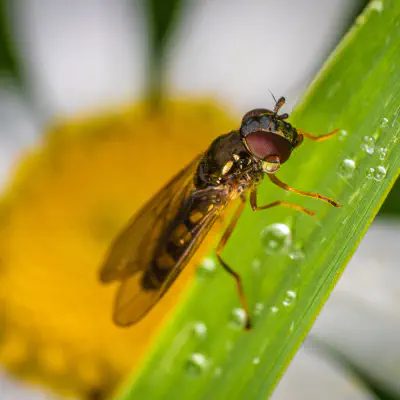 Hainschwebfliege