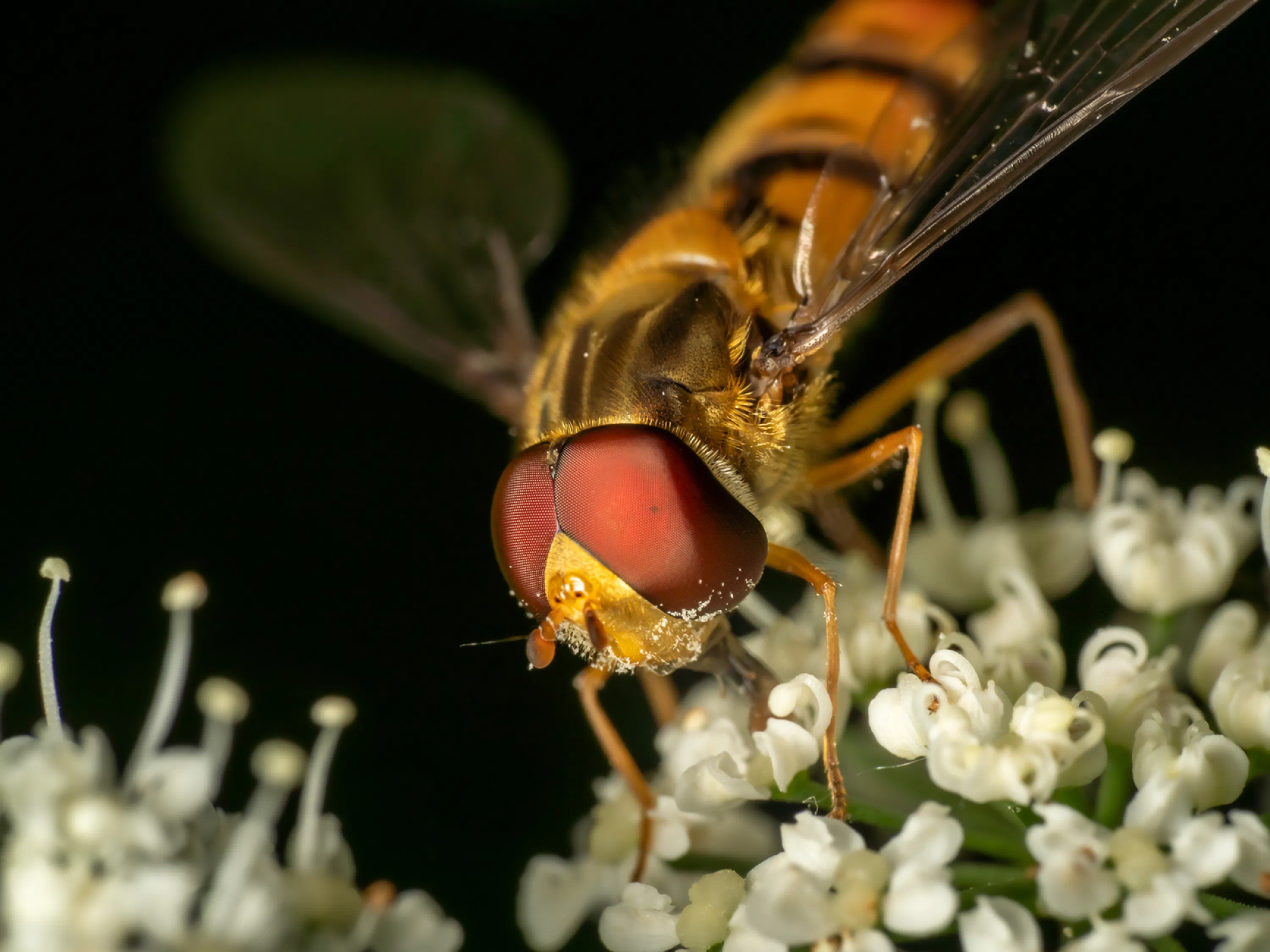 Hainschwebfliege