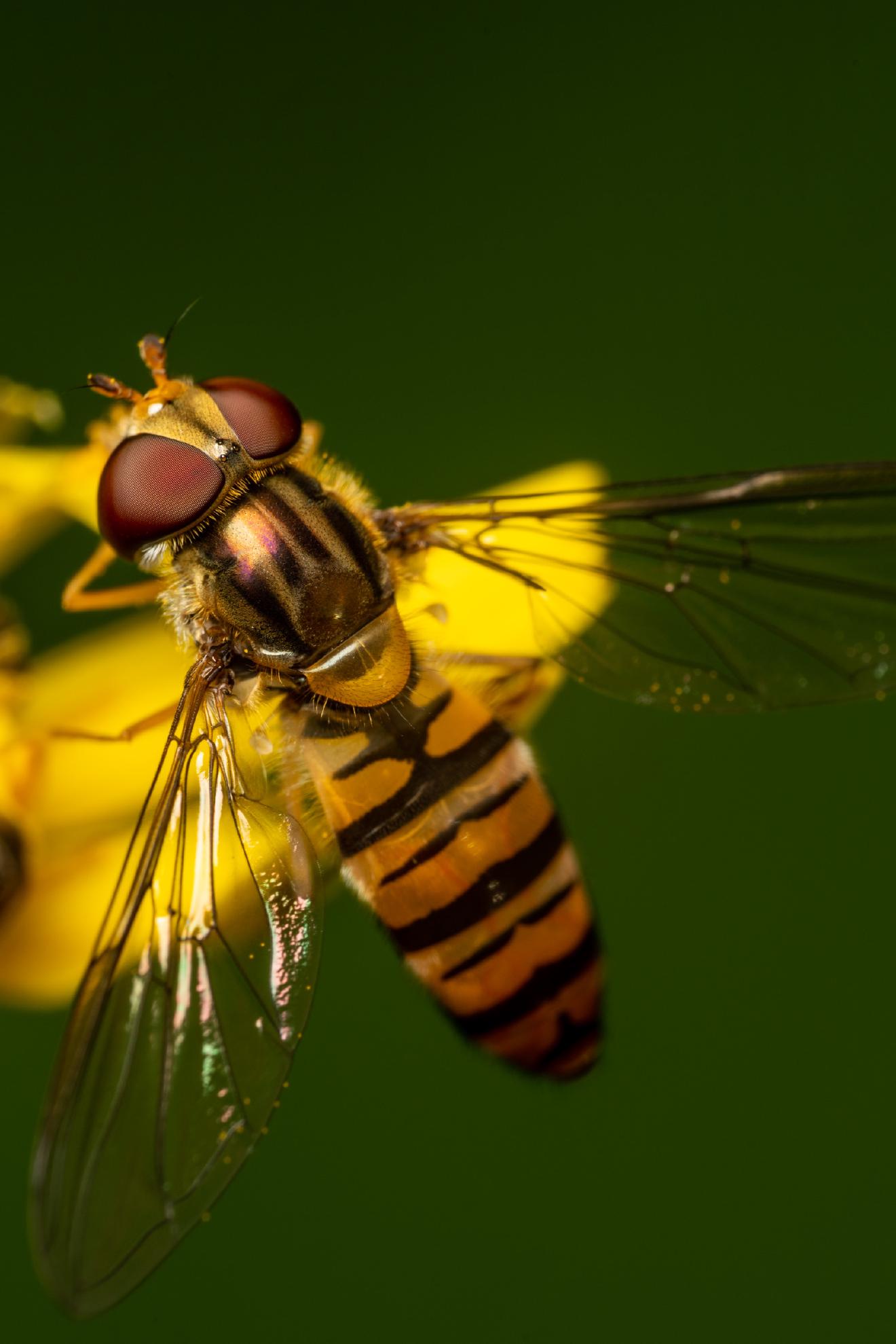 Marmalade Hover Fly – No. 3