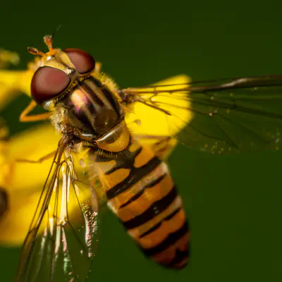 Hainschwebfliege