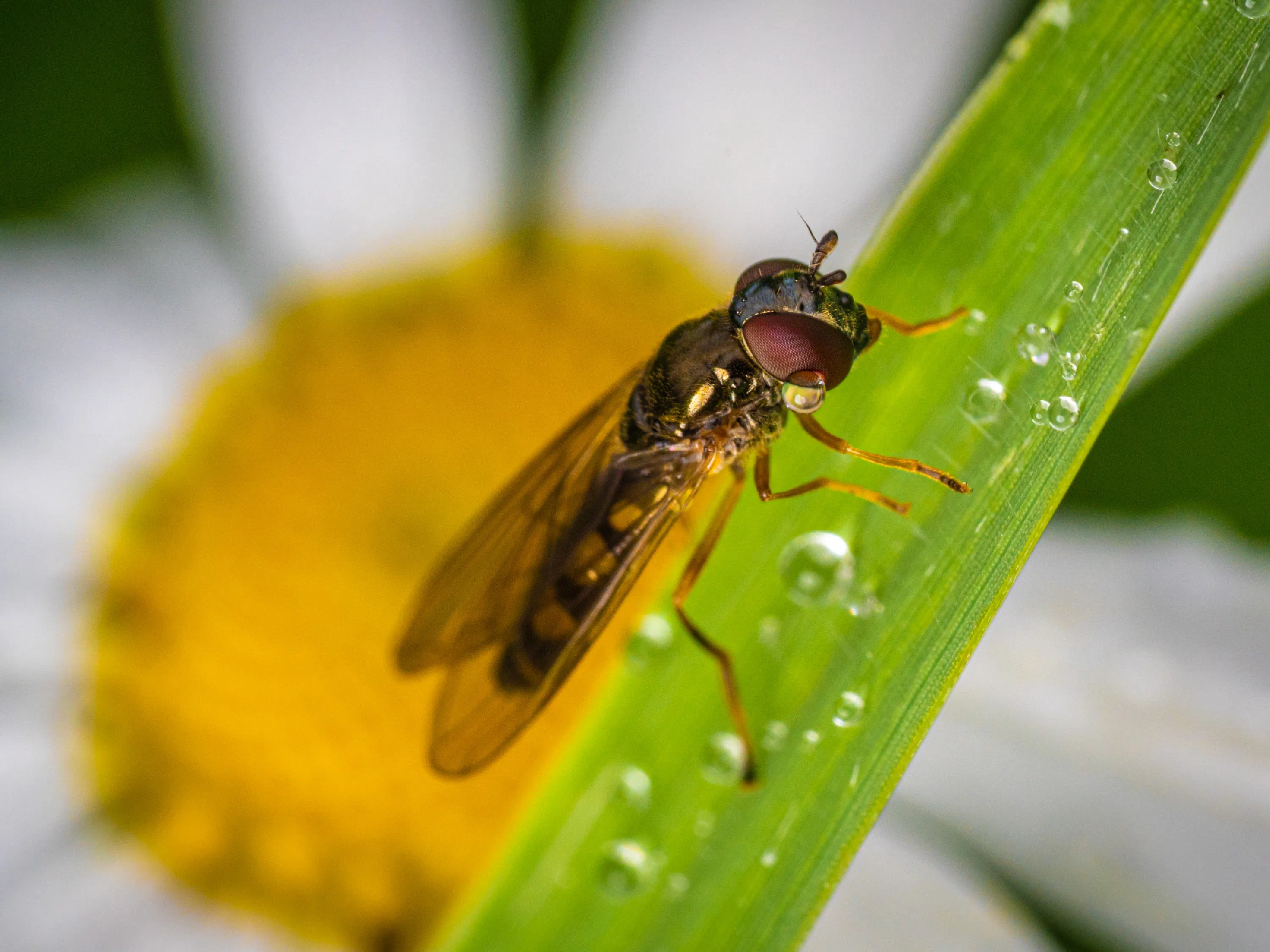 Hainschwebfliege
