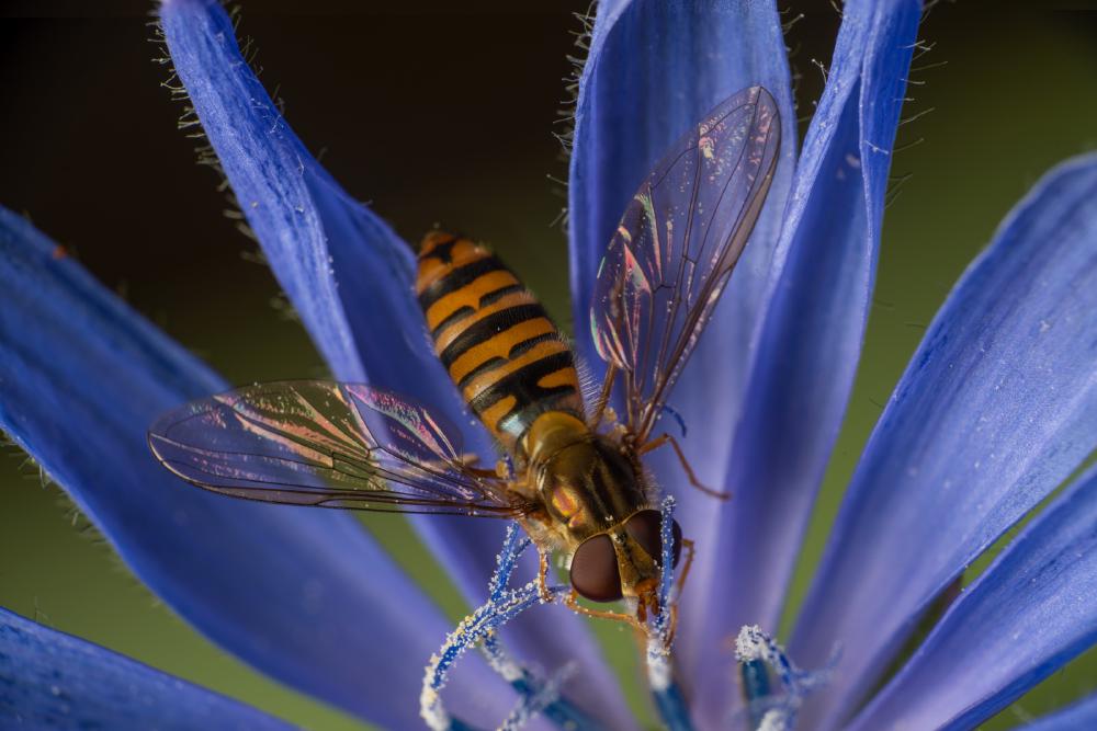 24. August 2023 – Ausgabe Nr. 6
– Ausgabe Nr. 6: „Hainschwebfliege“ Hainschwebfliege