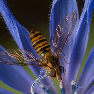 Hainschwebfliege
