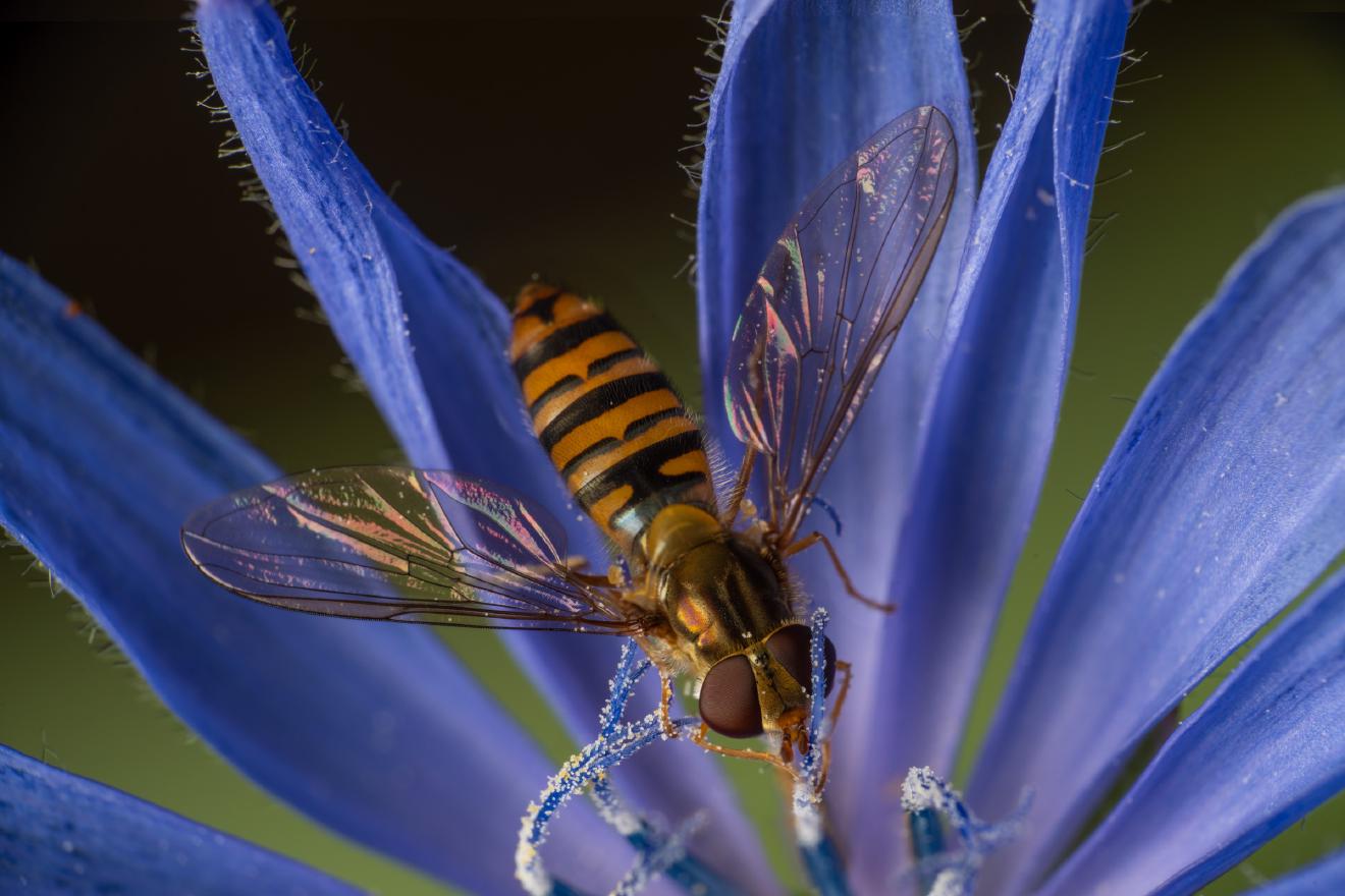 Marmalade Hover Fly – No. 4