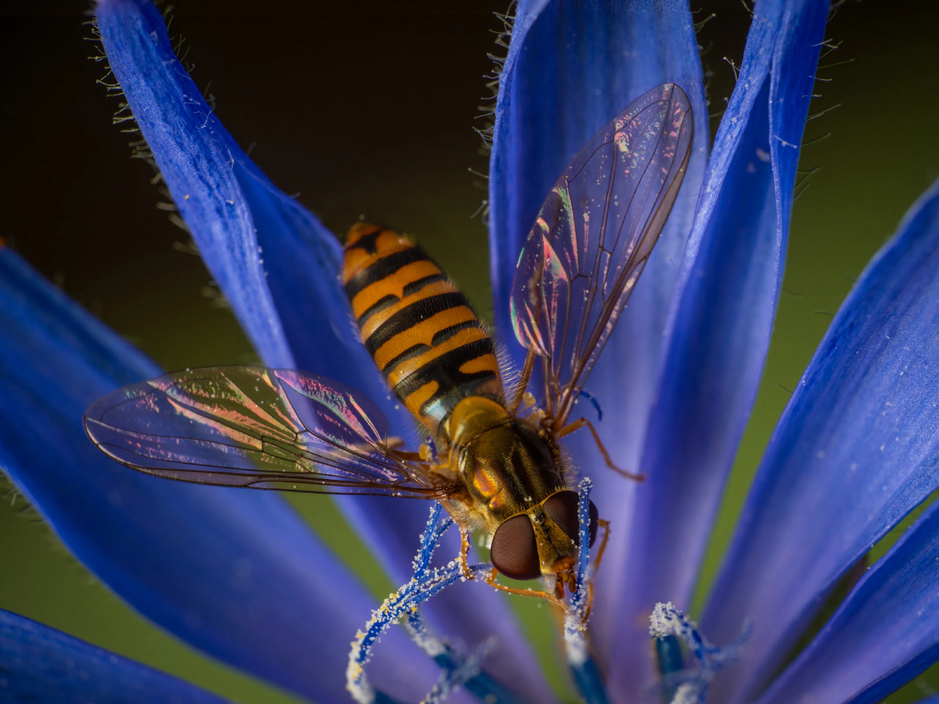 Marmalade Hover Fly
