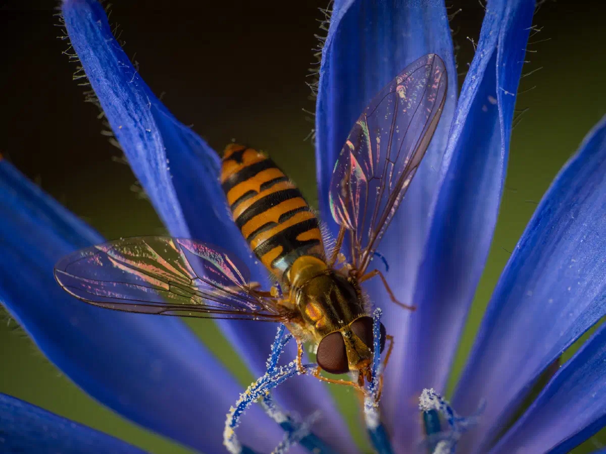 Syrphe ceinturé