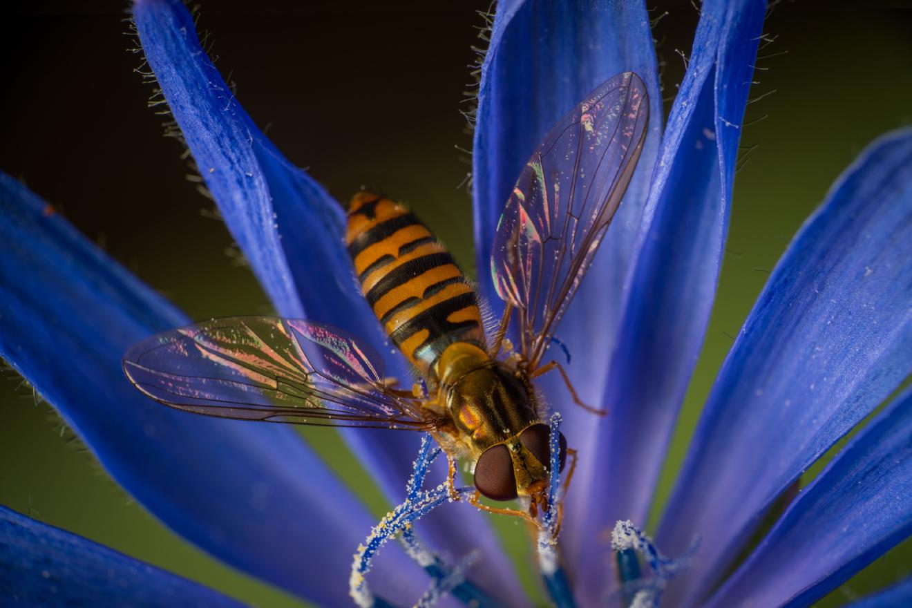 Marmalade Hover Fly – No. 5