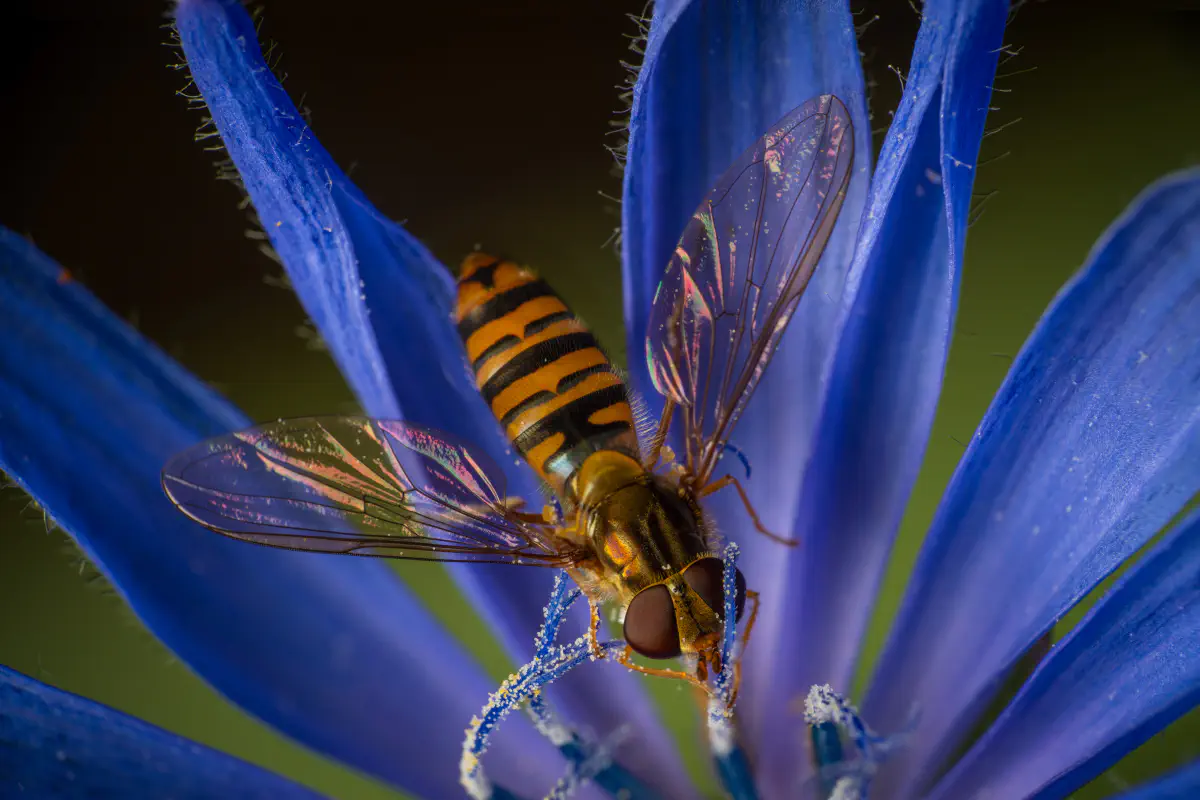 Hainschwebfliege
