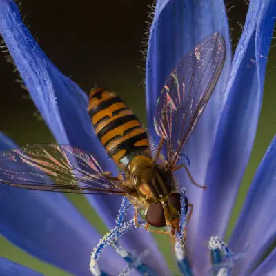 Hainschwebfliege
