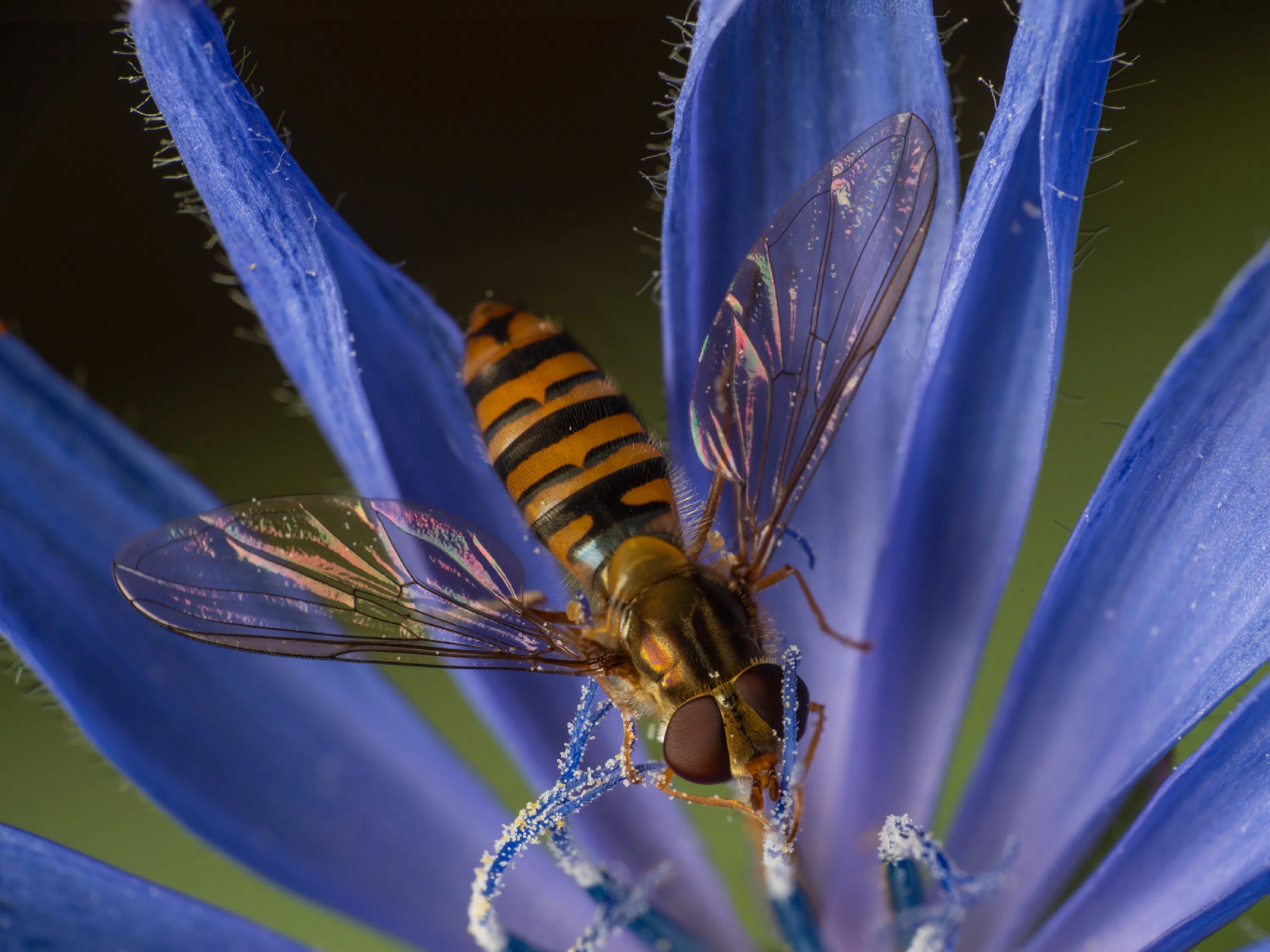 Hainschwebfliege