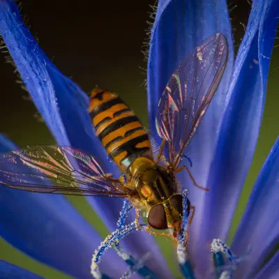 Marmalade Hover Fly