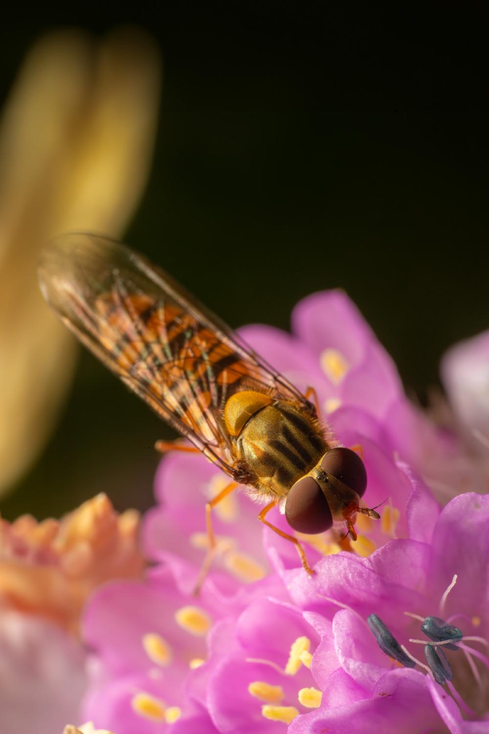 November 1, 2024 – Issue No. 441
– Issue No. 441: “Marmalade Hover Fly“ Marmalade Hover Fly