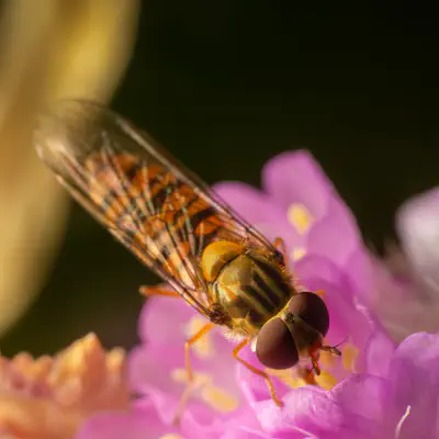 Hainschwebfliege