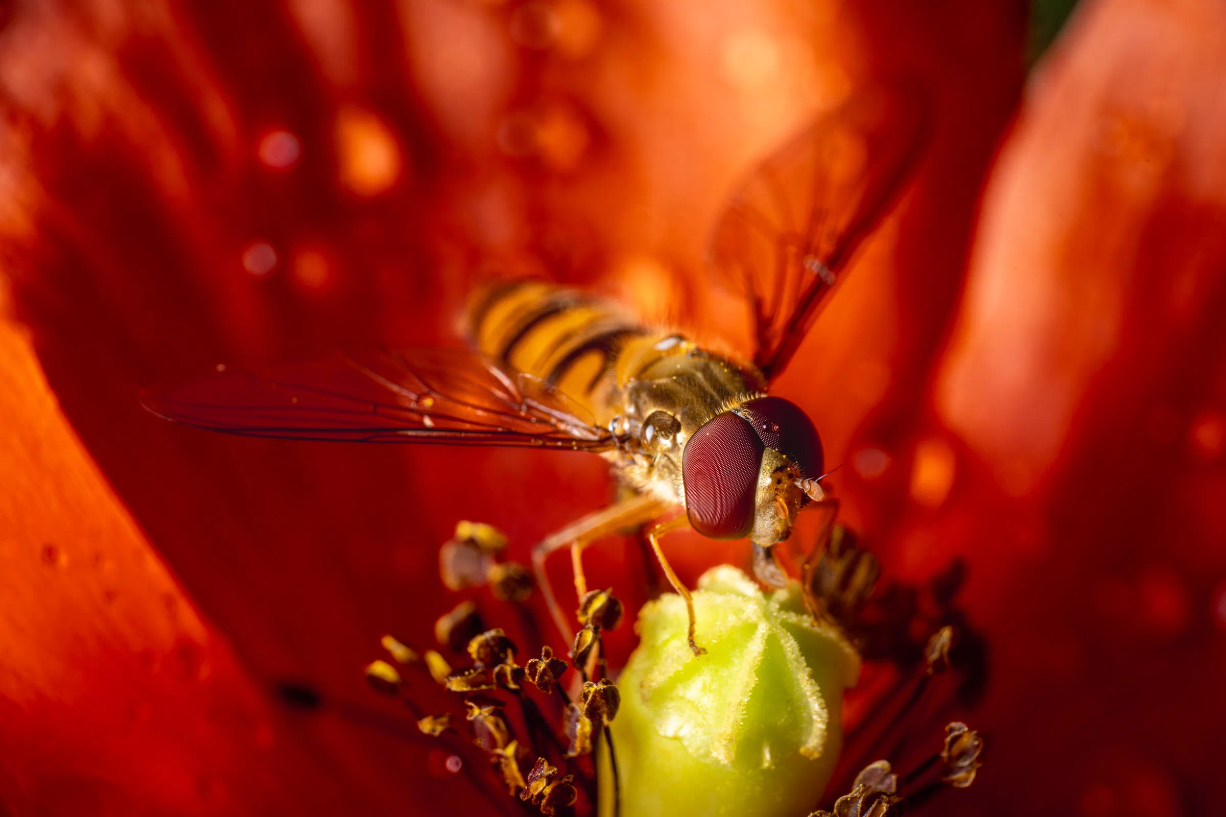 Hainschwebfliege