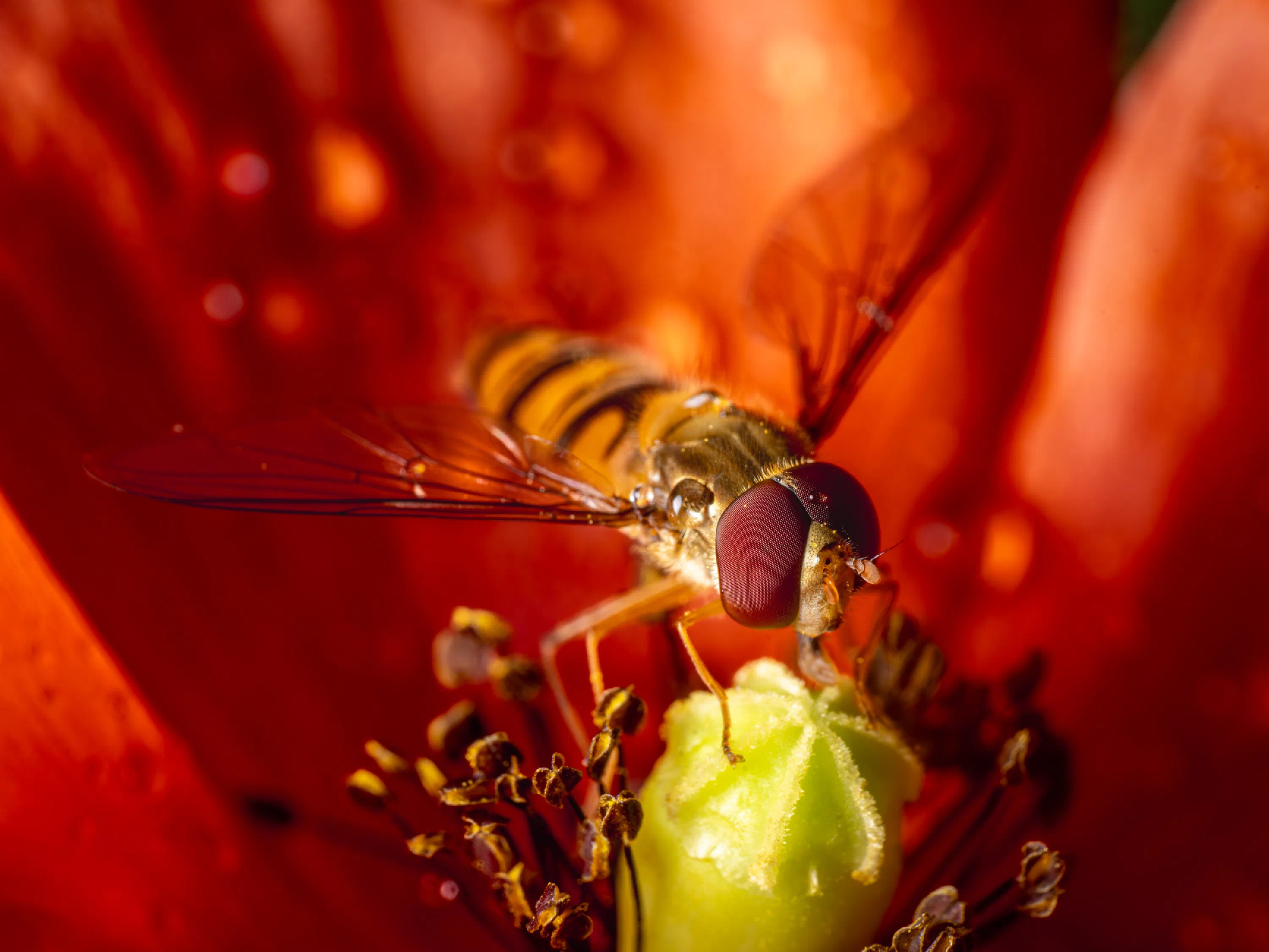 Mosca cernidora