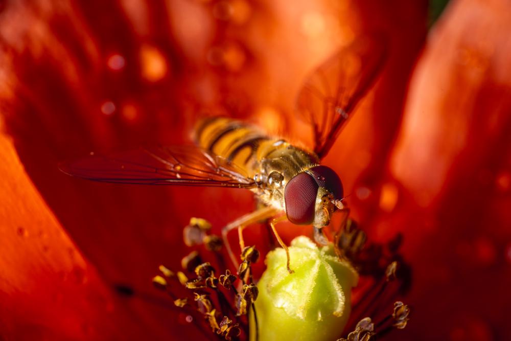 27. August 2024 – Ausgabe Nr. 375
– Ausgabe Nr. 375: „Hainschwebfliege“ Hainschwebfliege