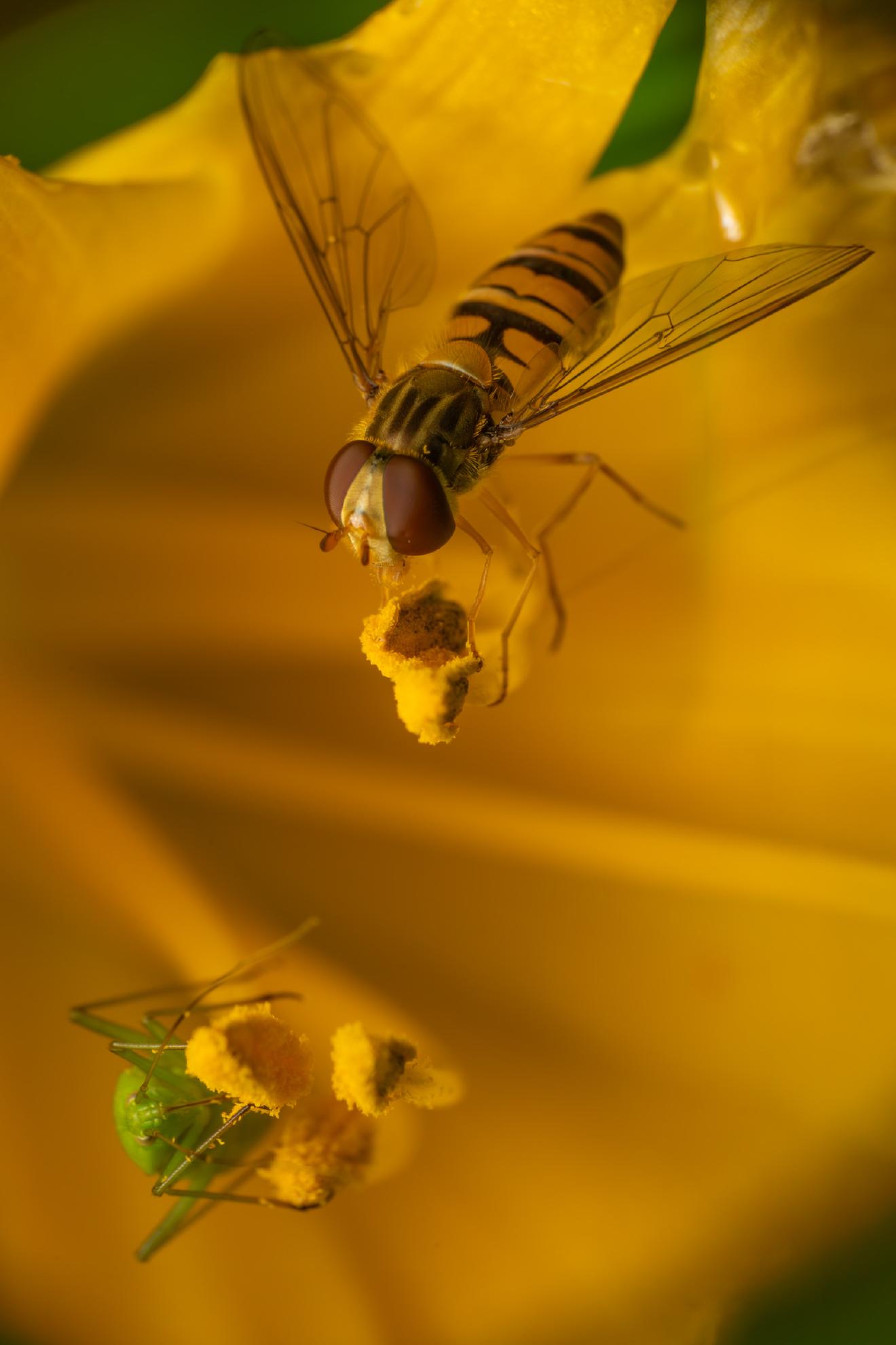Marmalade Hover Fly – No. 8