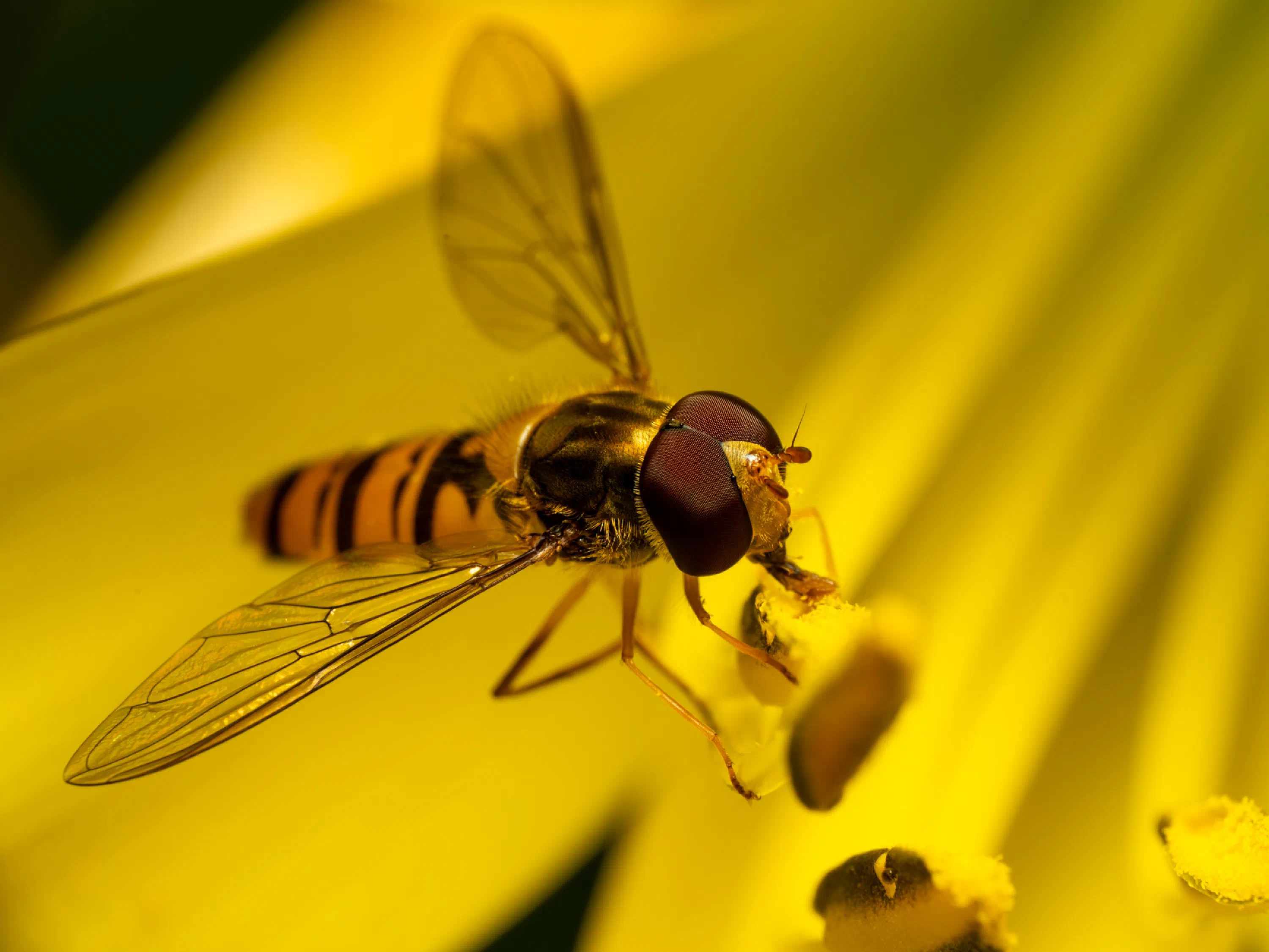 Hainschwebfliege