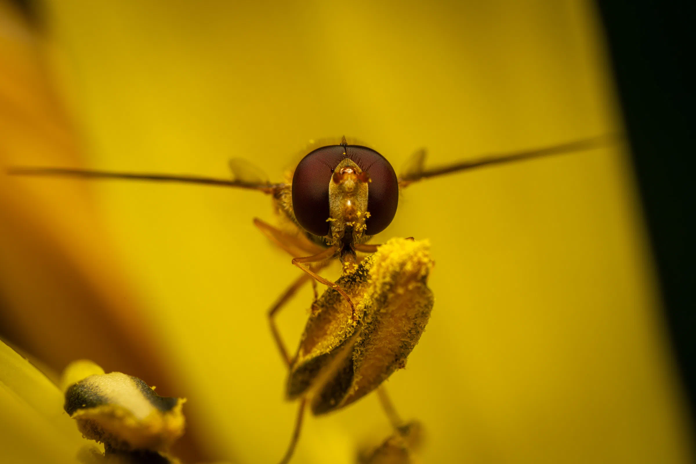 Mosca cernidora