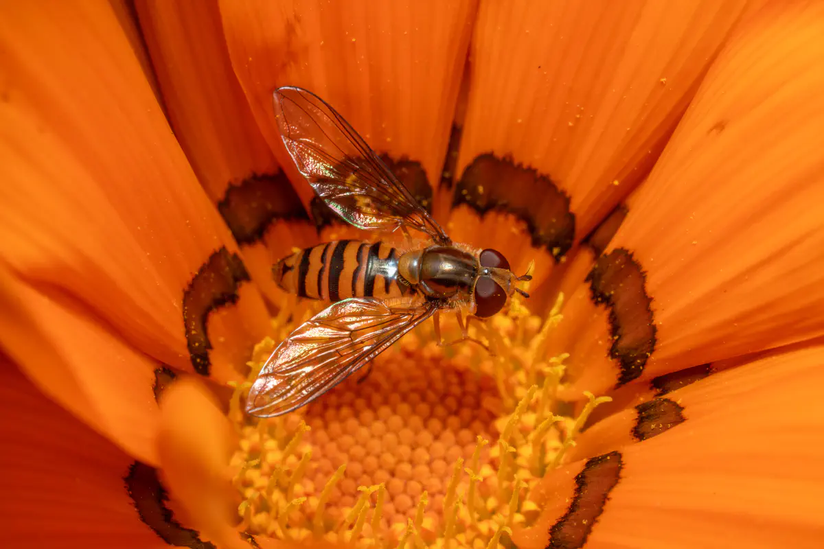 Hainschwebfliege