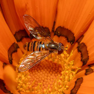 Hainschwebfliege