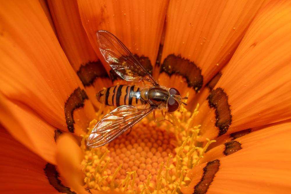 Hainschwebfliege